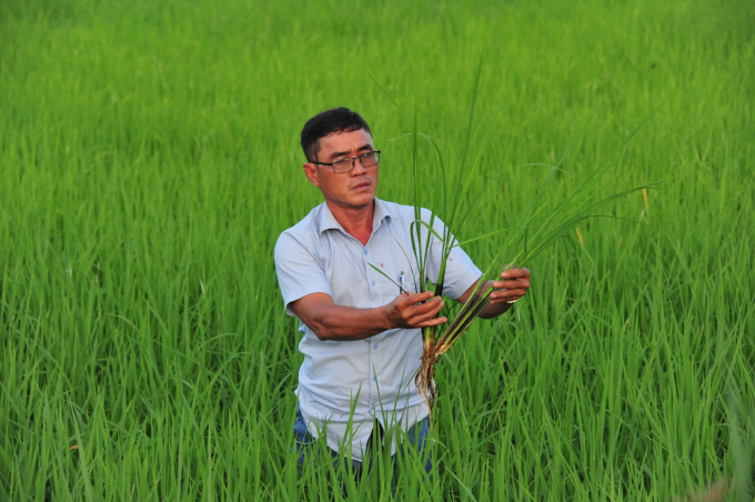 Kinh tế tập thể trên những cánh đồng miền Tây Nam Bộ (Bài 2): Ông Giám đốc hợp tác xã uy quyền ở Kiên Giang